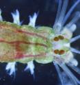 The larvae of marine ragworm Platynereis dumerilii have the simplest eyes that exist. They resemble the first eyes that developed in animal evolution and allow the larvae to navigate guided by light.