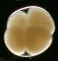 This early-stage embryo is protected by a fertilization envelope, seen here as a white line encircling the embryo cells.
