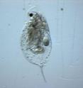Water flea, Daphnia, is known to be a key component of many aquatic foodwebs.