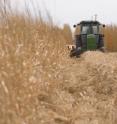 Converting agricultural land to perennial grasses, such as Miscanthus, has a beneficial effect on soil carbon.