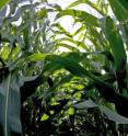 Harvesting corn leaves and stems for use in biofuel production reduces carbon in the soil, the researchers found. The more material harvested, the less carbon in the soil.