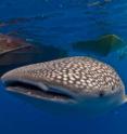 A whale shark photographed by Octavio Aburto-Oropeza during 2008 expedition to Gulf of California aboard DeepSee submersible.