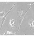 Time-lapse damaged cell. (a)-(d): Before cutting, 1min, 30min and 3h after cutting.