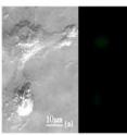 Femtosecond laser-induced calcium wave in two adjacent olfactory ensheathing cells.