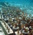 Four years after the tsunami, corals are thriving in this transplant site on Achech, Indonesia.