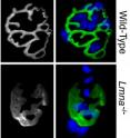 Lmna -/- animals have disorganized neuromuscular synapses (green) without postsynaptic nuclei (blue).