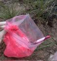 A University of Utah researcher uses a toothbrush and a plastic bag to coat a wild deer mouse in pink fluorescent powder for a study that used microchip transmitters and five colors of powder to document how often and how long deer mice came into contact with other deer mice. The study revealed that bigger, older deer mice have most of the contacts with other mice -- spreading powder to other mice by fighting with or mating with them -- and thus are mostly likely to spread deadly hantavirus to other mice and ultimately to humans.