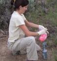 University of Utah doctoral student Christy Clay holds a bag of pink fluorescent powder as she dusts a wild deer mouse with the bright color for a study that found a small proportion of the mice -- namely, the bigger, older ones -- have most of the contacts with other mice and thus are largely responsible for spreading hantavirus -- which kills about one-third of its human patients. Clay, now a biology faculty member at Westminster College, ran the study under the supervision of University of Utah biology Professor Denise Dearing.