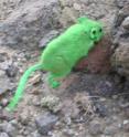 A deer mouse makes its getaway after University of Utah biologists coated it with fluorescent green powder. After releasing pink, green, blue, orange and yellow mice at 12 desert sites before sunset, the researchers would trap dozens of mice the next morning, then examine them under ultraviolet or "black" light to reveal which mice has been bitten or scratched by or mated with the five mice at each site that had been completely dusted with colored powder. The study showed that bigger, older mice are those most likely to infect other deer mice with deadly hantavirus, which mice can transmit to humans.