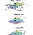 These three-dimensional illustrations show the relationship of cardiolipin abnormalities to electron transport chain activities in the cells of mouse brain tumors studied by researchers from Boston College and Washington University School of Medicine. The graphs show the position of the tumors in relation to their host strain in three enzyme complexes. The team reported in the Journal of Lipid Research new findings that support the Warburg Theory of Cancer. The new research contends that cancer could arise from genomic mutations, environmental insults, or from epigenetic (gene-environmental) abnormalities, any of which could damage cardiolipin and ultimately produce irreversible injury to cellular respiration.