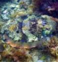 This pictture shows giant Australian cuttlefish, <I>Sepia apama,</I> in a conspicuous pattern while swimming, and then in a camouflaged pattern that combines "mottle" with "disruptive" coloration.