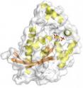 Researchers at Brown have worked out the three-dimensional structure of an enzyme known as TIGAR. Because it is a marker for cell damage and repair, TIGAR could signal physicians that cancer may be developing.