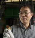 MSU professor Weiming Li displays a sea lamprey like those he hopes to bring under control in the Great Lakes using synthetic pheromones.