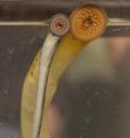 Invasive sea lampreys, subject of research at Michigan State University