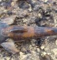 A new climbing catfish <i>Lithogenes wahari</i> has been found in the headwaters of the Río Cuao.