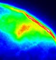 In this image, a tiny portion of a scale from a "photonic beetle" is viewed using a conventional fluorescence microscope. When blue or ultraviolet laser light is aimed at the scale, most of the light is absorbed, but some is re-emitted as fluorescence. Thus, the microscope sees only the surface contour of the scale. The brightest area in the upper right is the thickest part of the shell and emits the most light.