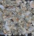 Bivalves predominate in this sample of marine organisms. Marine bivalves have been originating new species faster since the extinction of the dinosaurs than before, according to paleontologists at the University of Chicago and the University of California, Berkeley.