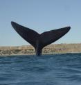 A southern right whale off the Atlantic coast of Argentina is shown here "tailing," or sailing with its tail. University of Utah biologists used genetic and chemical evidence to show that mother southern right whales teach their babies the location of feeding grounds.