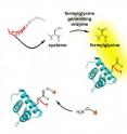 DNA for the core sequence of six amino acids -- leucine, cysteine, threonine, proline, serine, and arginine (red letters) -- is cloned into the gene for the recombinant protein at the locus to be chemically modified. The cell's own FGE converts the cysteine in the sequence to formylglycine, outfitting the protein with an aldehyde group. Synthetic molecules (starred) that are specially equipped to react with the aldehyde group modify the protein at that site and no other. Many kinds of proteins can be tagged in this way; "generic" proteins are pictured here.