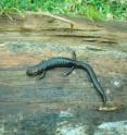 The terrestrial salamander <i>Pseudoeurycea goebeli,</i> one of the commonest 40 years ago on the cloud forest slopes of the Tajumulco volcano, has now disappeared. This specimen was photographed at a neighboring volcano, Chicabal, only 50 kilometers to the east of Tajumulco, where the salamander is much reduced in population.