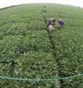 Andrew Leakey and assistants at work in the Soy FACE facility at Illinois.