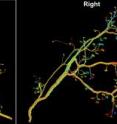 Axons in the connectomes of the left and right interscutularis muscles of a 1-month old animal were color-coded based on the rank-order of their motor unit sizes (the number of muscle fibers innervated by each axon) in each connectome. Thus each axon and its contralateral counterpart can be identified in the connectomes, and subsequently their morphologies can be compared.