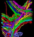 In order to understand how each nerve cell integrates into the functional organization of a neural circuit, it is necessary to obtain the complete wiring diagram (connectome) of the circuit by tracing out all the neural processes in the sample. We used confocal laser scanning microscopy to image all the axons that innervate a small ear muscle in transgenic mice that express fluorescent protein in motor neurons. Shown here is one of the reconstructed image stacks containing branches of ~ 10 axons. Each axon was traced out in a semi-automated image processing program and rendered in 3D with a distinct color. This image stack is representative of the hundreds of image stacks from which the entire connectome was reconstructed.