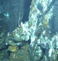 Nautilia profundicola was isolated from hydrothermal vent sites at 9 degrees N along the East Pacific Rise.