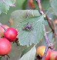 Two hawthorn flies, Rhagoletis pomonella, mate on a hawthorn leaf.