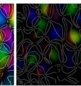 The world as the brain sees it. Optical "polar" maps of the visual cortex are generated by measuring micro-changes in blood oxygenation as the left eye (left panel) or right eye is stimulated by bars of light of different orientations (0-180 degrees). The cortical response to each stimulus is pseudo-colored to represent the orientation that best activates visual cortical neurons. If vision is blocked in an eye (the right eye in this example) during a critical period of development, neurons no longer respond to input from the deprived eye pathway (indicated by a loss of color in the right panel) and begin to respond preferentially to the non-deprived eye pathway. These changes are accompanied by alterations in synaptic connections in single neurons. This process, known as ocular dominance plasticity, is enhanced by sleep via activation of NMDA receptors and intracellular kinase activity.  Through these mechanisms, sleep strengthens synaptic connections in the non-deprived eye pathway.