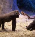 These are two western lowland gorillas at Woodland Park Zoo, Seattle. This species is from western equatorial African. The gorilla on the left shows  the knuckles-on-the-ground stance characteristic of great apes.