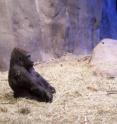 This is a western lowland gorilla seated at the Woodland Park Zoo in Seattle. This species is from western equatorial African. The great ape ancestors, from which gorillas, chimps and humans descended, lived in Africa between 8 million and 12 million years ago.