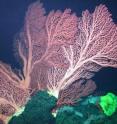 These "bubblegum corals" in the genus Paragorgia grow to over 2.5 meters (8 feet) tall on Davidson Seamount. They also grow in Monterey Canyon, but are generally smaller and less abundant.