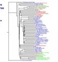 An FFP phylogeny tree of the works of William Shakespeare supports scholars who question the Bard’s authorship of Pericles.