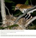 A male wood thrush feeds its young while wearing a miniaturized geolocator backpack. Fourteen wood thrushes wore the devices for the long trip to the tropics and back in groundbreaking research on songbird migration. The research was led by Bridget Stutchbury of York University in Toronto and partly funded by National Geographic.