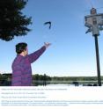 With hopes of recapturing the bird next year, biology professor Bridget Stutchbury of York University, Toronto, releases a purple martin outfitted with a tiny geolocator for its round-trip migration. Two purple martins -- as well as five wood thrushes -- returned to their starting place in Pennsylvania, allowing scientists to reconstruct their routes. The research was partly funded by National Geographic.