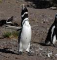 Magellanic penguins are decling due to overfishing, climate change and pollution, new data says.
