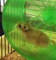 This image shows the hamster used to demonstrate conversion of biomechanical energy to electricity.