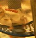 This image shows a hamster wearing a jacket on which nanogenerators are attached. The generators produce electricity as the animal runs and scratches.