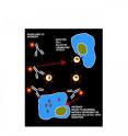 Radiolabeled antibodies kill HIV infected human cells through binding to viral antigens on these cells.