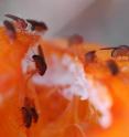 Fruit flies sick from mating.