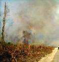 Fire and smoke from a burning peat forest on Pedang Island in Riau Province, Sumatra, Indonesia. The island is covered by forested peat up to 15 meters in depth. The excessive smoke is a common feature once the fire consumes the above-ground material and burns into the peat, which remains moist, but just dry enough to smolder. The photo was taken in July 1991 during the El Nino-induced dry season. The forest was slashed before burning. Intact forest on peat rarely burns. Riau province currently has the highest rate of deforestation in Indonesia.