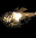 This is the silver hatchetfish (Argyropelecus olfersii).