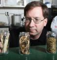 Dennis Buckmaster, in foreground, and research assistant Bart Coffman found that shredding corn plant residue, know as stover, rather than chopping, may provide easier access to the cellulosic matter used to produce ethanol.