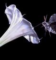 Tobacco hornworm moth, <i>Manduca sexta</i>, sucks nectar from its favorite nectar source, the flower of sacred datura, <i>Datura wrightii</i>.