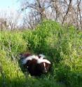 A new study has found that unlike most other small carnivores, skunks have no strategies to avoid predators. Instead, their black and white coloration warns other animals to steer clear.