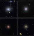 These four dwarf galaxies are part of a census of small galaxies in the tumultuous heart of the nearby Perseus galaxy cluster. The galaxies appear smooth and symmetrical, suggesting that they have not been tidally disrupted by the pull of gravity in the dense cluster environment. Larger galaxies around them, however, are being ripped apart by the gravitational tug of other galaxies. The images, taken by NASA/ESA's Hubble Space Telescope, are evidence that the undisturbed galaxies are enshrouded by a "cushion" of dark matter, which protects them from their rough-and-tumble neighborhood. Dark matter is an invisible form of matter that accounts for most of the Universe's mass. Astronomers have deduced the existence of dark matter by observing its gravitational influence on normal matter, consisting of stars, gas, and dust. Observations by Hubble's Advanced Camera for Surveys spotted 29 dwarf elliptical galaxies in the Perseus Cluster, located 250 million light-years away and one of the closest galaxy clusters to Earth. Of those galaxies, 17 are new discoveries. The images were taken in 2005.