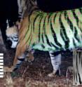 This is a three-dimensional model fitted to a camera trap image of a tiger.