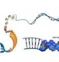 The many topographical levels of a chromosome. Genomic DNA is shown streaming out from a chromosome (left), progressively unfolding as chromatin, the 30-nm filament, nucleosomes, the DNA double helix, and finally the letters representing the nucleotide sequence. Although it is the molecular topography of the DNA helix that is recognized by proteins, current methods of genome analysis mostly focus on the order of nucleotides.