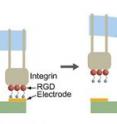 At left, the illustration shows adhesive complex formed between cell membrane-bound protein (integrin in gray) with peptide (RGD in red) tethered by thiol molecules (blue) to gold electrode (yellow) on glass slide (green). At right, electrochemical release of tethered peptide from the gold electrode results in local release of the RGD-integrin complex.